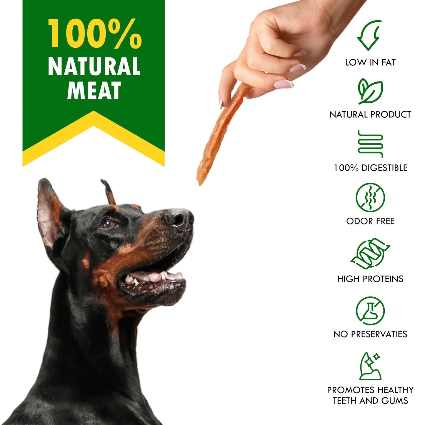  Doberman looks at a treat held by a human hand,