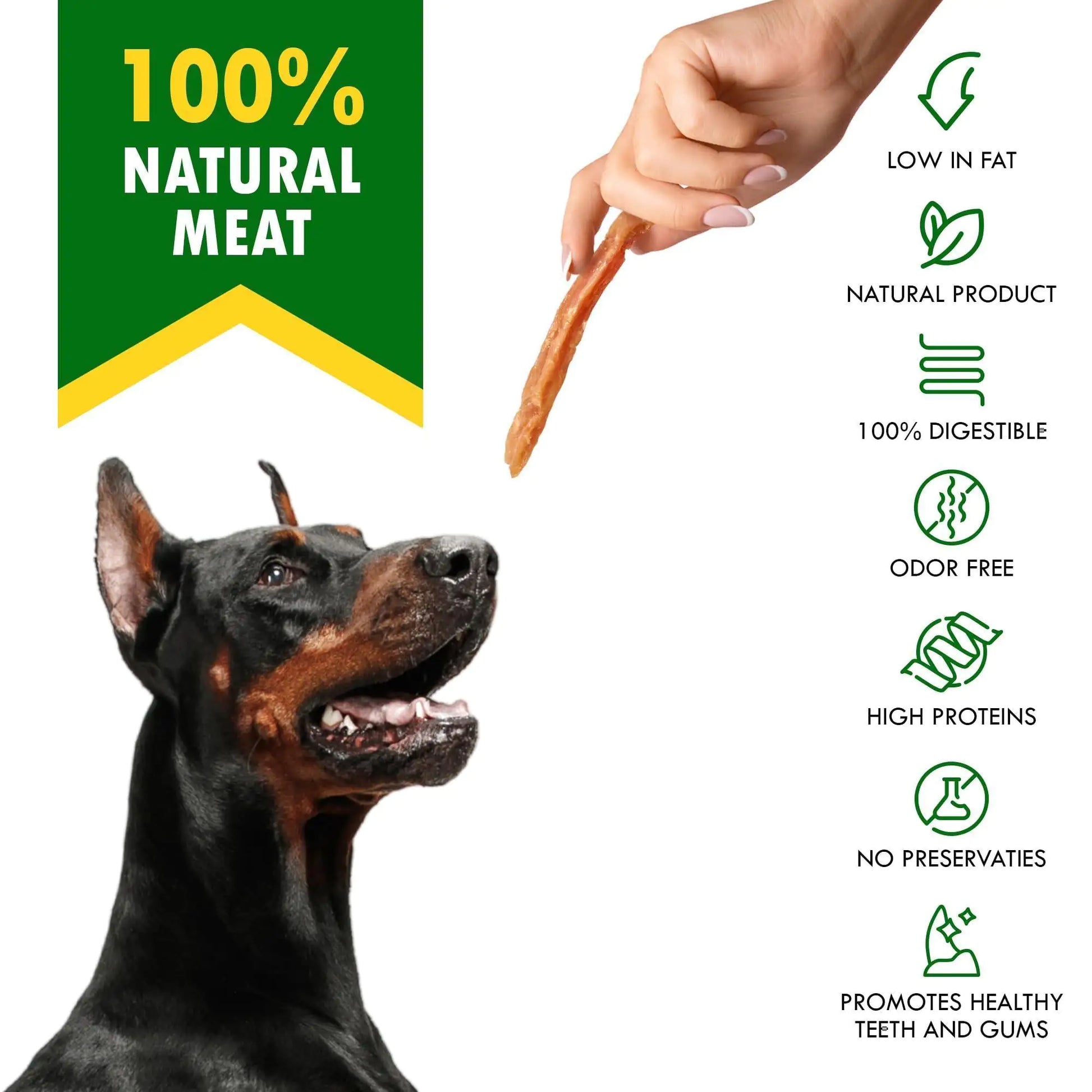  Doberman looks at a treat held by a human hand,